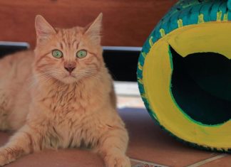 6 خرافات شائعة عن القطط… العلم يجيب أخيرا 6 خرافات شائعة عن القطط… العلم يجيب أخيرا