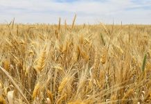 الملايين يعانون الجوع.. و”بيت روبيسكو” قد يكون الحل الوحيد الملايين يعانون الجوع.. و"بيت روبيسكو" قد يكون الحل الوحيد