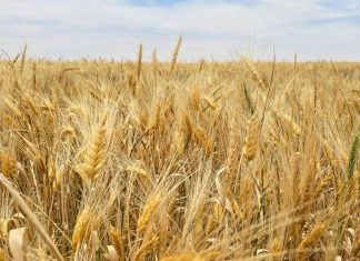 الملايين يعانون الجوع.. و”بيت روبيسكو” قد يكون الحل الوحيد الملايين يعانون الجوع.. و"بيت روبيسكو" قد يكون الحل الوحيد