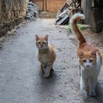 القطط تمتلك 7 أرواح وتخالف قوانين نيوتن القطط تمتلك 7 أرواح وتخالف قوانين نيوتن