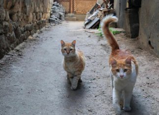 القطط تمتلك 7 أرواح وتخالف قوانين نيوتن القطط تمتلك 7 أرواح وتخالف قوانين نيوتن