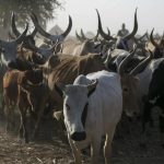 السودان يعلن 37 مشروع لتطوير الثروة الحيوانية السودان يعلن 37 مشروع لتطوير الثروة الحيوانية