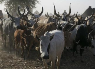 السودان يعلن 37 مشروع لتطوير الثروة الحيوانية السودان يعلن 37 مشروع لتطوير الثروة الحيوانية