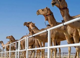 الموجات فوق الصوتية تكشف بوتكس الإبل بفعالية الموجات فوق الصوتية تكشف بوتكس الإبل بفعالية