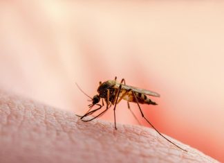 البعوض ينتشر في دول عربية.. ما السبب العلمي؟ البعوض ينتشر في دول عربية.. ما السبب العلمي؟