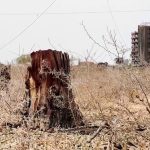 الحرب تلتهم غابات السودان