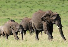 Elephant poaching down by 90pc