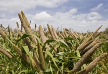 MAJOR AGRICULTURE SECTOR CHALLENGES SET IN FOCUS