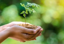 Nkasi embarks on tree planting drive