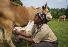 LOW MILK CONSUMPTION WORRIES DAIRY STAKEHOLDERS