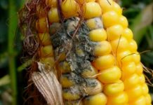 PRIVATE SECTOR INVOLVEMENT VITAL TO EFFECTIVE AFLATOXIN MITIGATION