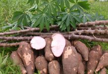 Firm supports farmers in cassava production