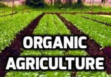 ORGANIC AGRICULTURE, NATURAL WAY FOR FARMERS TO GO