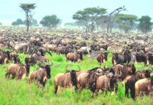 HUNTING SEASON PUSHED TO A YEAR