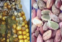 TANTRADE: AFLATOXIN A SERIOUS PROBLEM