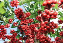 LACK OF MARKET INFORMATION SETBACK TO COFFEE GROWERS