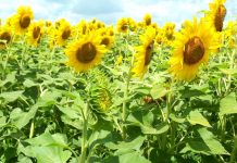 Initiatives on to curb sunflower challenges