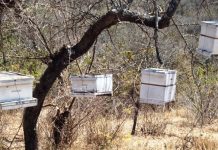 Govt to introduce beekeeping training and extension guidelines