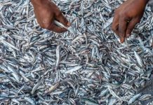 SARDINES VALUABLE BUT IGNORED