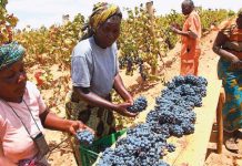 GIVE PRIORITY TO GRAPE, PEASANTS URGE THE GOVERNMENT