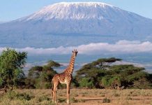 DISABLED PEOPLE OUT TO CONQUER THE MIGHTY KILIMANJARO
