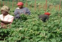 HORTICULTURAL PROMOTION MEETING STARTS IN DODOMA TODAY