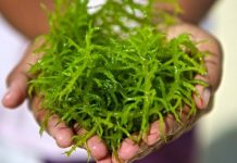 ‘MOVES AFOOT TO UPLIFT SEAWEEDS’