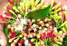 ZANZIBAR RULES OUT SMUGGLING OF CLOVES