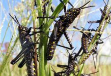 LET’S HEED UN WARNING AGAINST PLAGUE OF DESERT LOCUST SWARMS
