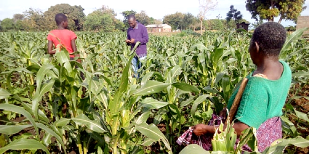 LENDING TO AGRICULTURE SOARS - Tanzania