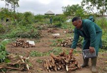 PRACTISE CONTRACT FARMING, GOVT URGES CASSAVA FARMERS