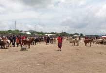 MONDULI BANS CATTLE AUCTION OVER COVID-19