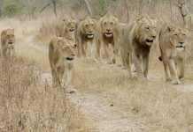 Tanzanian wildlife authorities capture 14 stray lions from Serengeti