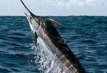 ISLE PROJECT BOOSTS FISH YIELD