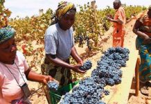 GOVT ASKED TO SET UP SPECIAL BODY TO REGULATE GRAPE PRICES