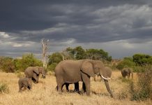 GOVT TO REVIEW HUNTING BLOCKS ANNUAL FEE