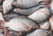 REVENUE FROM FISHING ACTIVITIES SURPASS TARGET