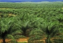 GOVT FOCUSES ON PALM FARMING, WARNS LAND INVADERS