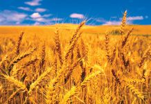 GOVT RULE OUT EXPORT, IMPORT BAN OF CEREAL