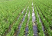 RICE FARMERS COMMENDED FOR BEING COURAGEOUS