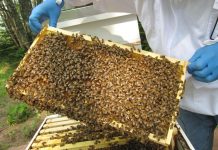 BEEKEEPING CENTRE SET TO BOOST HONEY PRODUCTION
