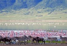 NGORONGORO CRATER INFRASTRUCTURE READY AS TOURISTS JET IN