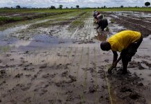 NEW IRRIGATION SYSTEM TO BOOST YIELDS