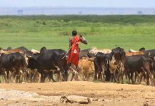 WORLD VISION TANZANIA ENLIGHTENS LIVESTOCK KEEPERS ON CORONAVIRUS