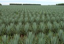 PREMIER TODAY VISITS TANGA REGION TO ITS SISAL SECTOR GROWTH
