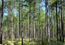 SPECIALIST: PRECIOUS TREES FACING EXTINCTION