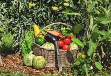 GOVERNMENT TO TRANSFORM SUBSISTENCE FARMING