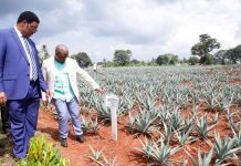 GOVT SETS STRATEGIES TO RESTORE SISAL PRODUCTION