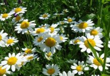 IRINGA PYRETHRUM LAB TO BOOST QUALITY