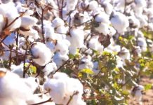LSF, TADB PARTNER TO TRAIN COTTON CO-OP SOCIETIES